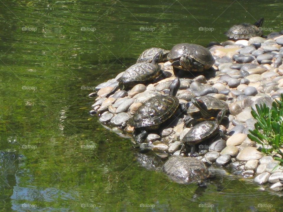 Turtle Family