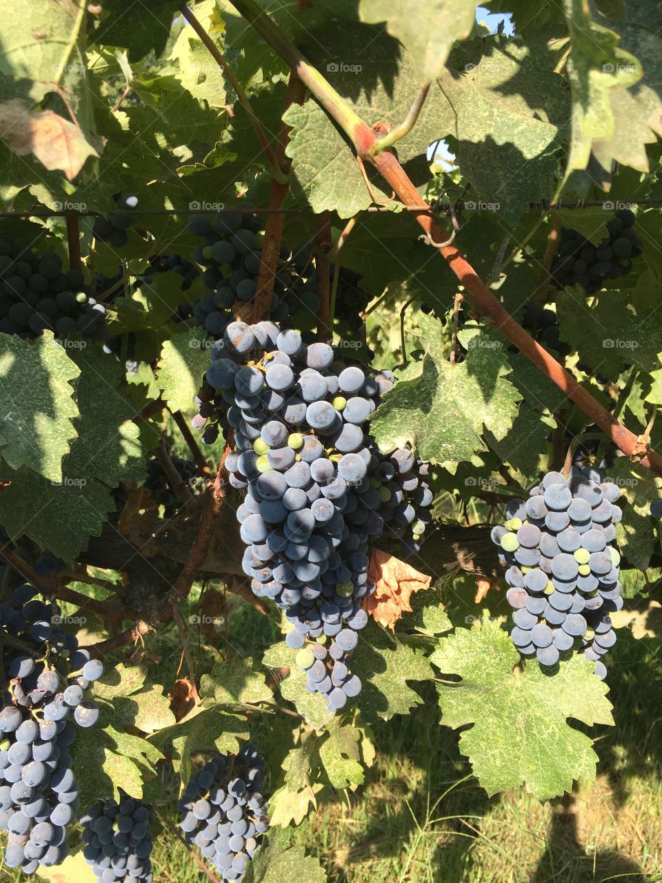 Organic grapes on vine