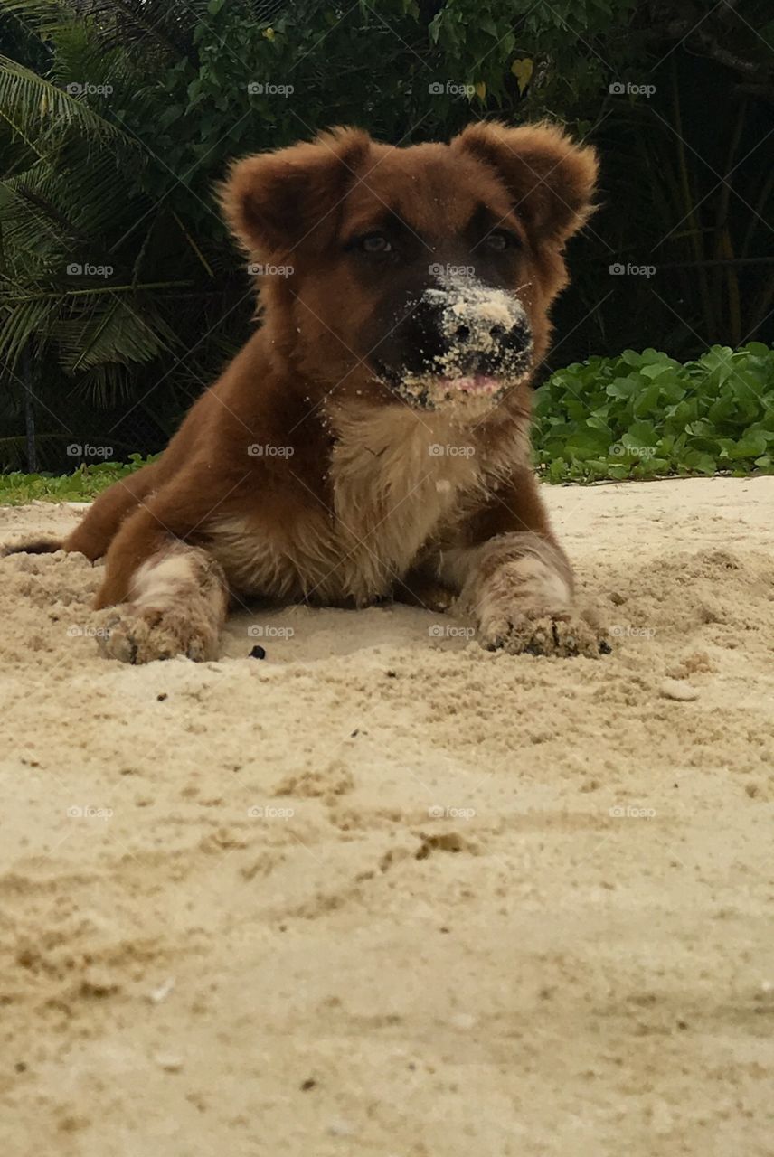 Puppy sand face 
