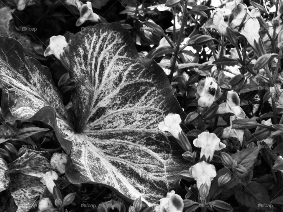 Black and white summer garden 