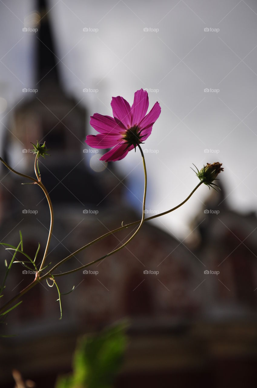 Flower on the background of the temple