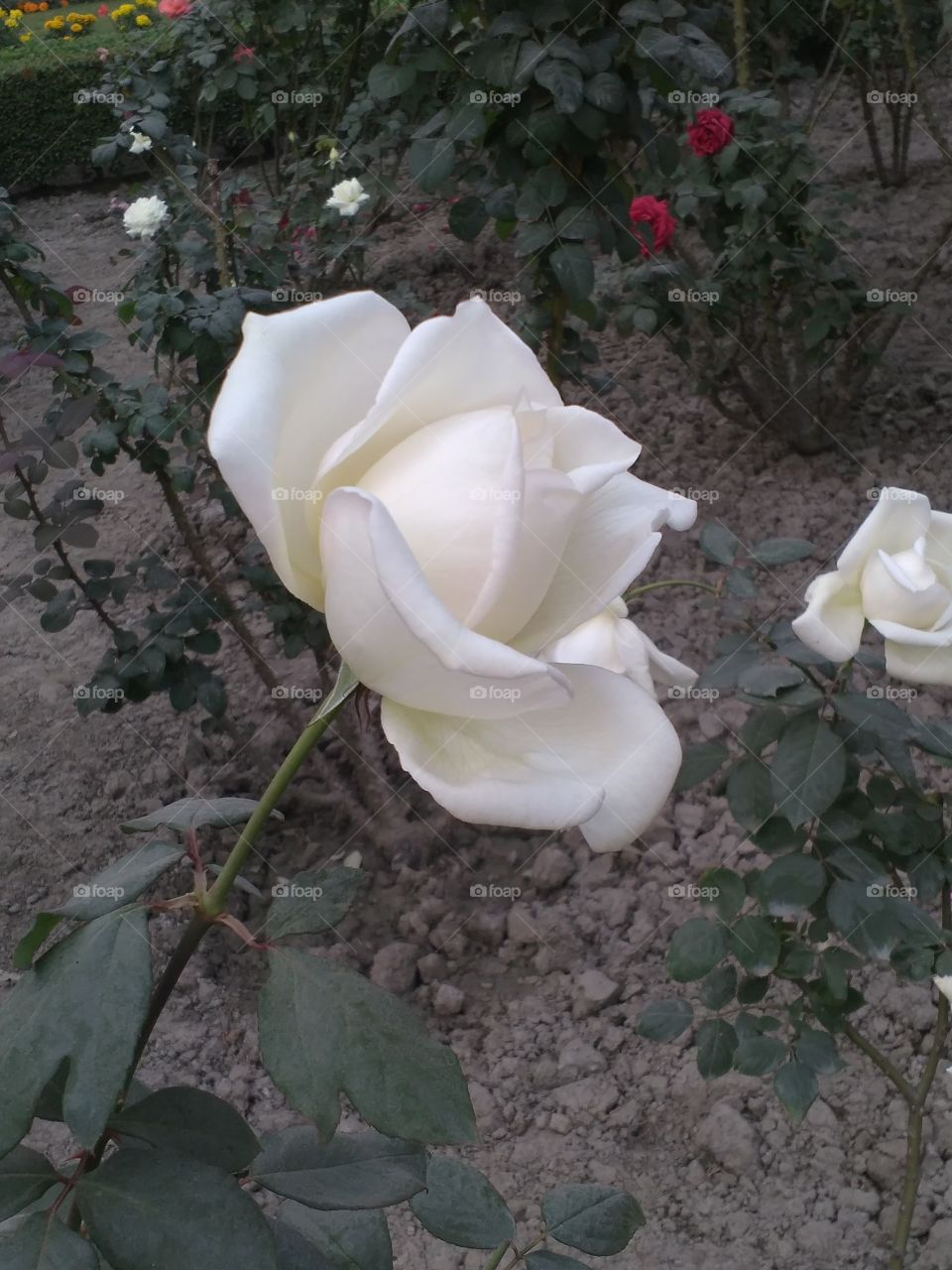 nice Rose
