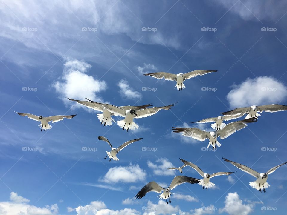Birds flying 