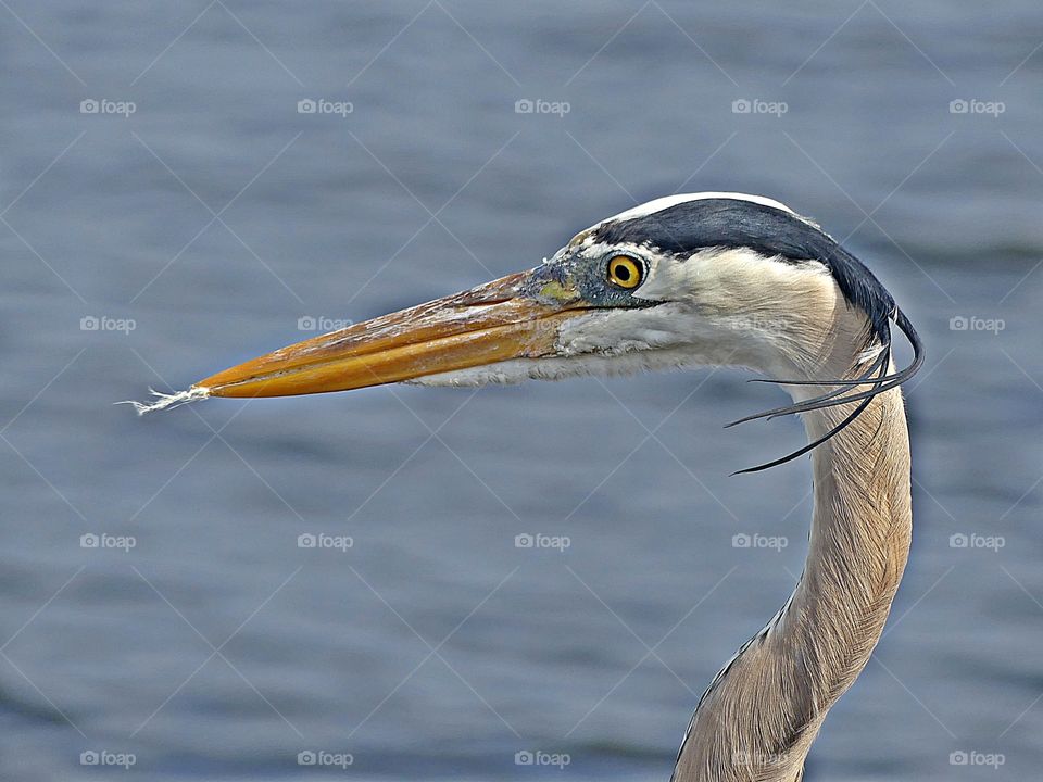 Great Blue Heron - I love this photo - my photos have the ability to communicate with the viewer by telling a story through their composition, lighting, and most importantly their subject matter