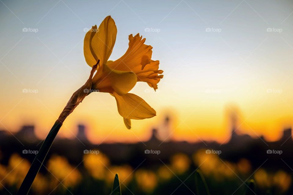 A single daffodil bloom seems to smile at the city as dawn progresses. Springtime! 