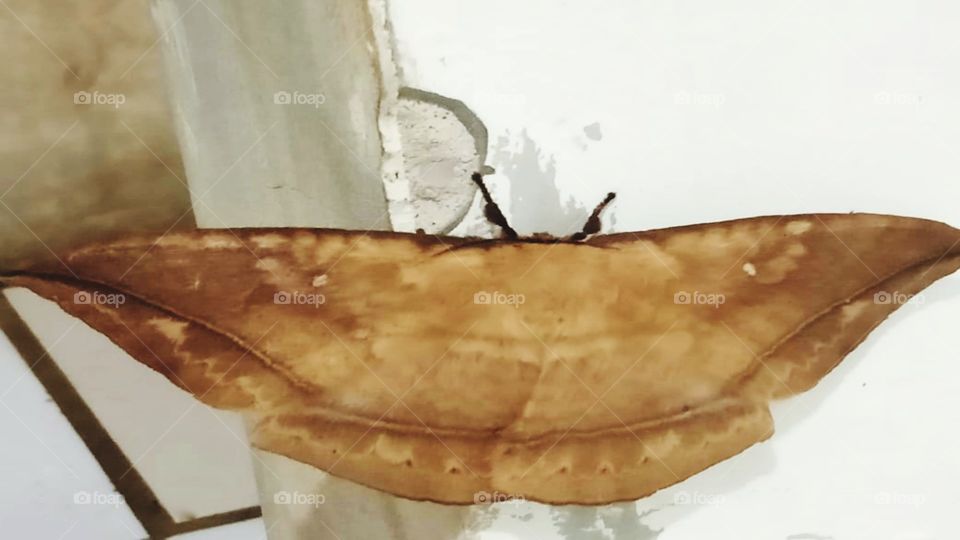 Leaf butterflies perch on the wall