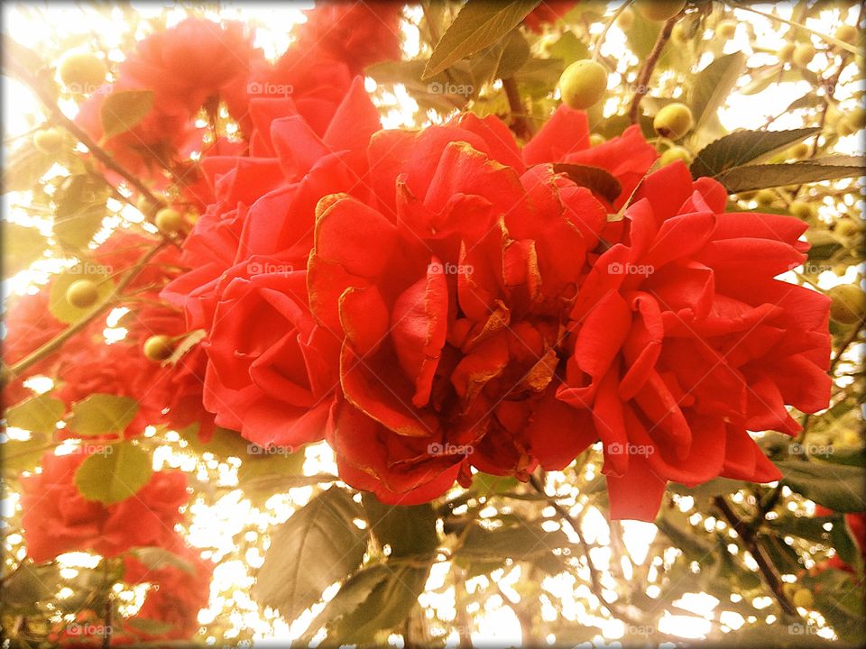red flowers,rose