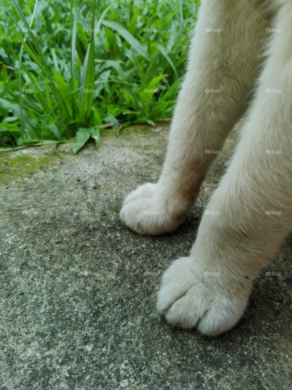 A cat's paw is one of the most beautiful thing to look at.