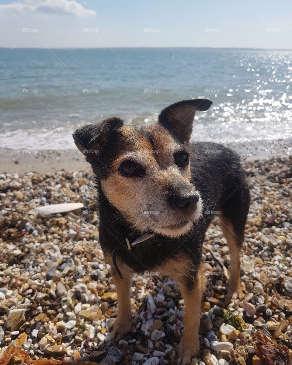 Dog at the Beach