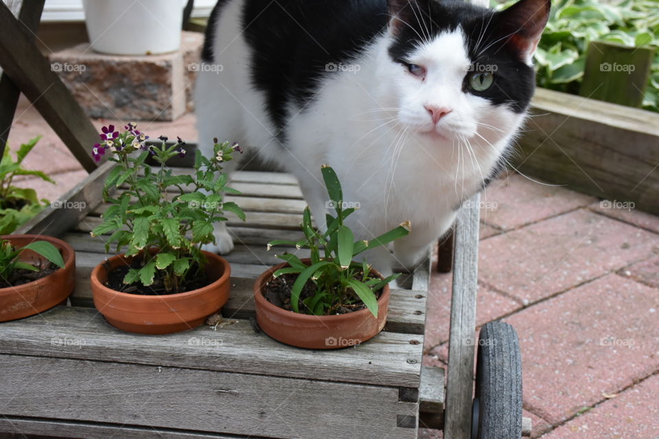 kitty with plants