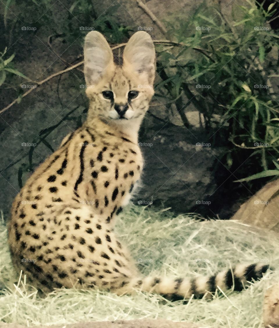 Serval . Baby Serval  San Diego Zoo