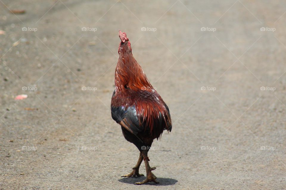 a rooster without a tail is walking