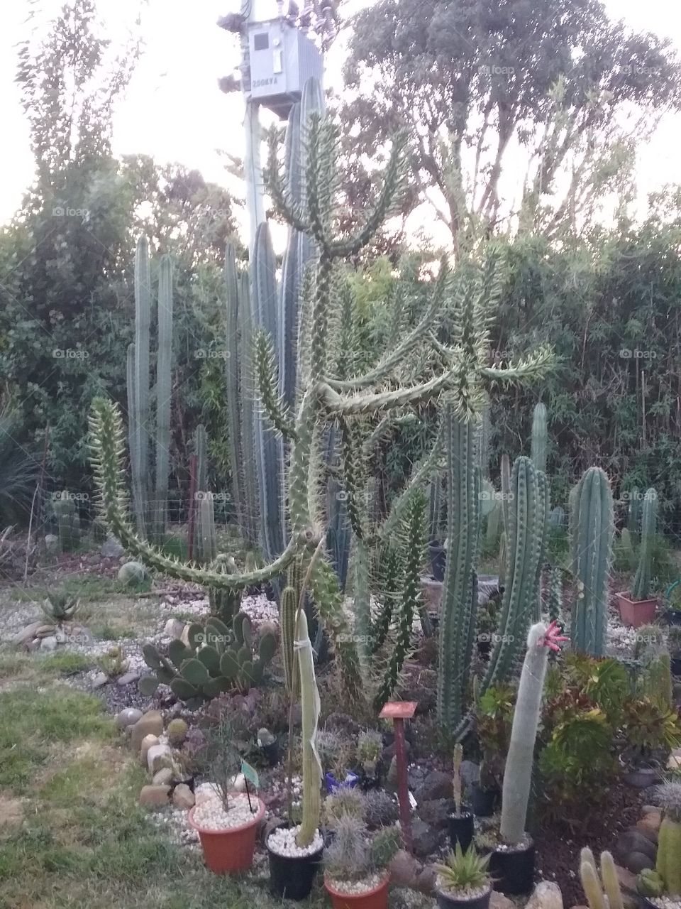 cacti garden collection