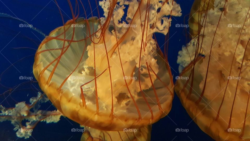 showcasing jelly fish at the aquarium. daytrip.