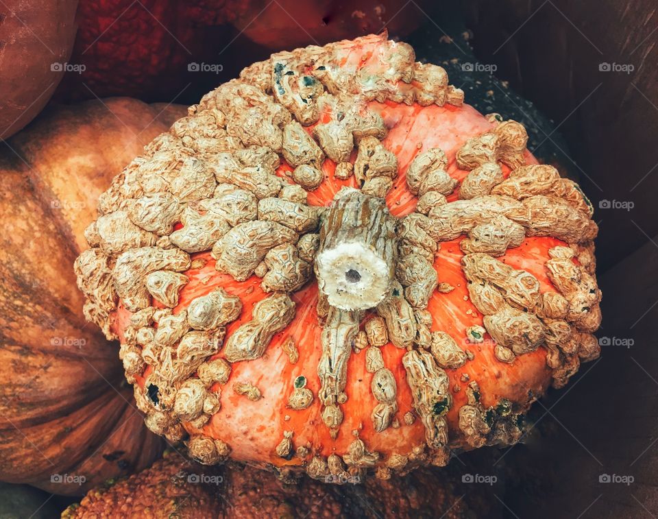 Funky orange pumpkin with earth’s warts growing 