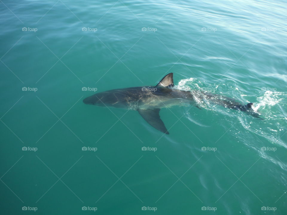 great white shark pictured from above in a boat in South Africa