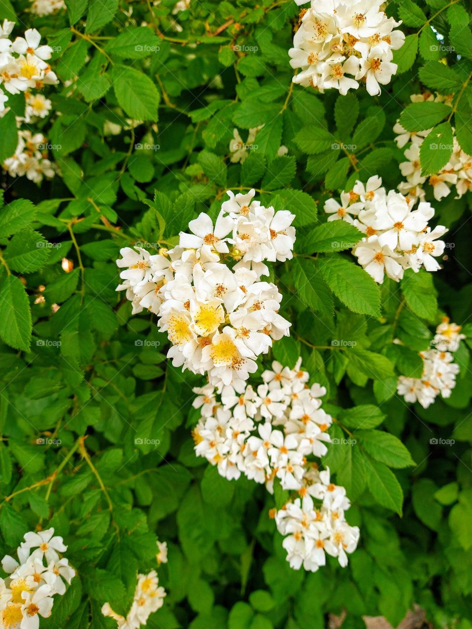 Multiflora rose