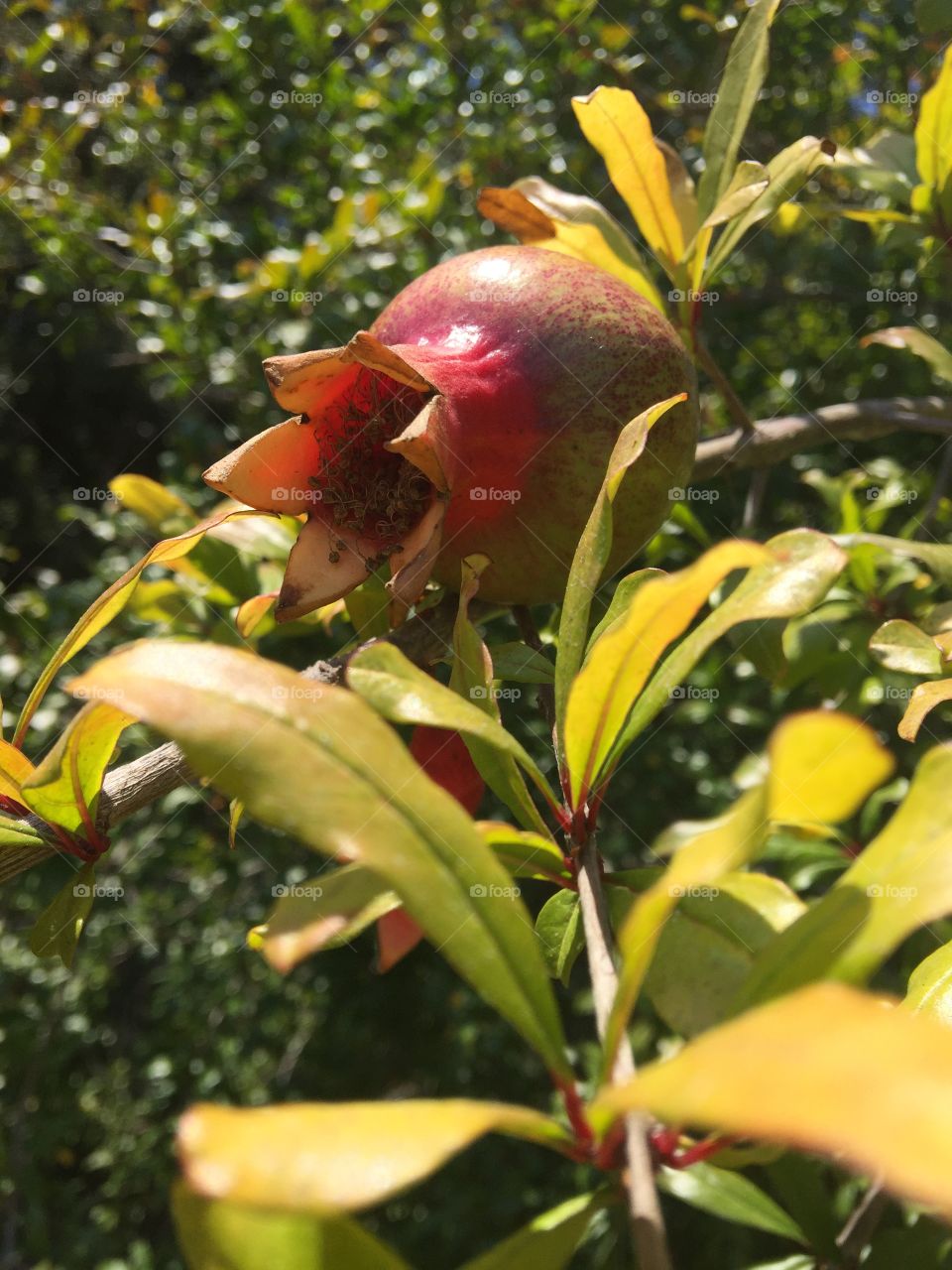 Pomegranate 