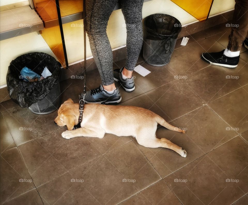 Dog owner floor view