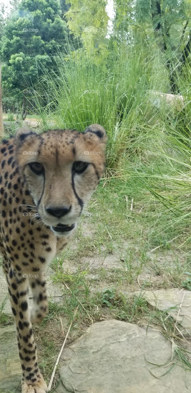 Up close cheetah