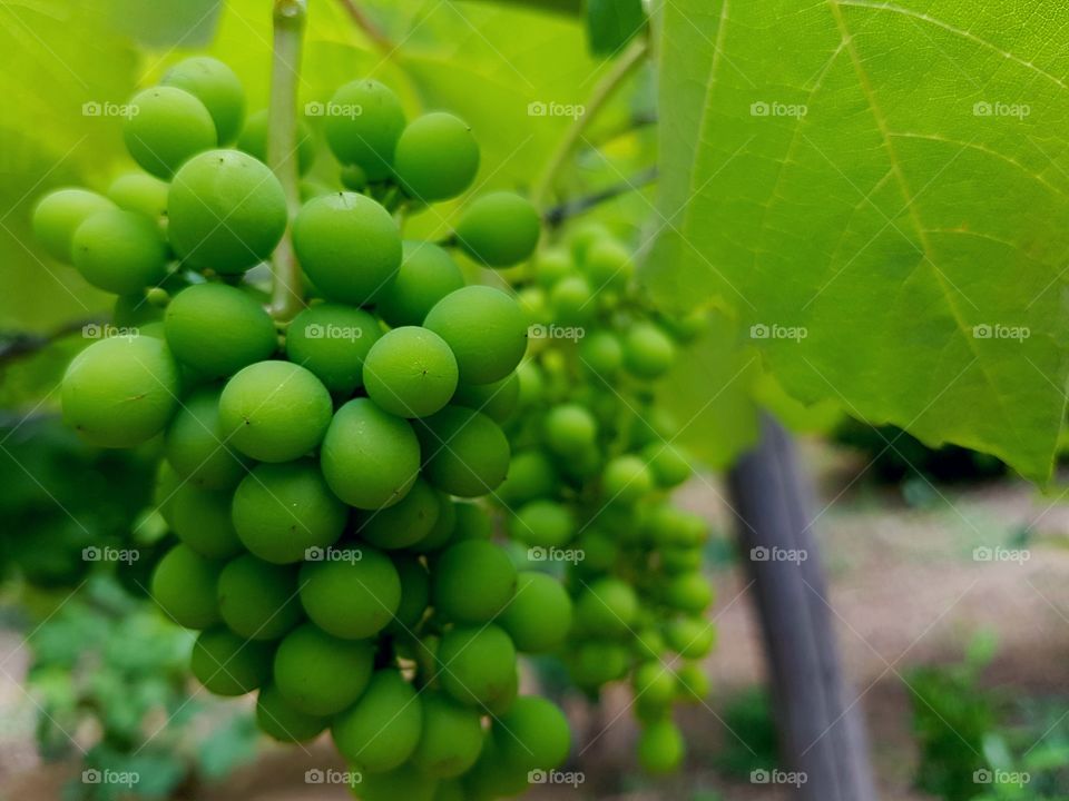 Bunch of grapes