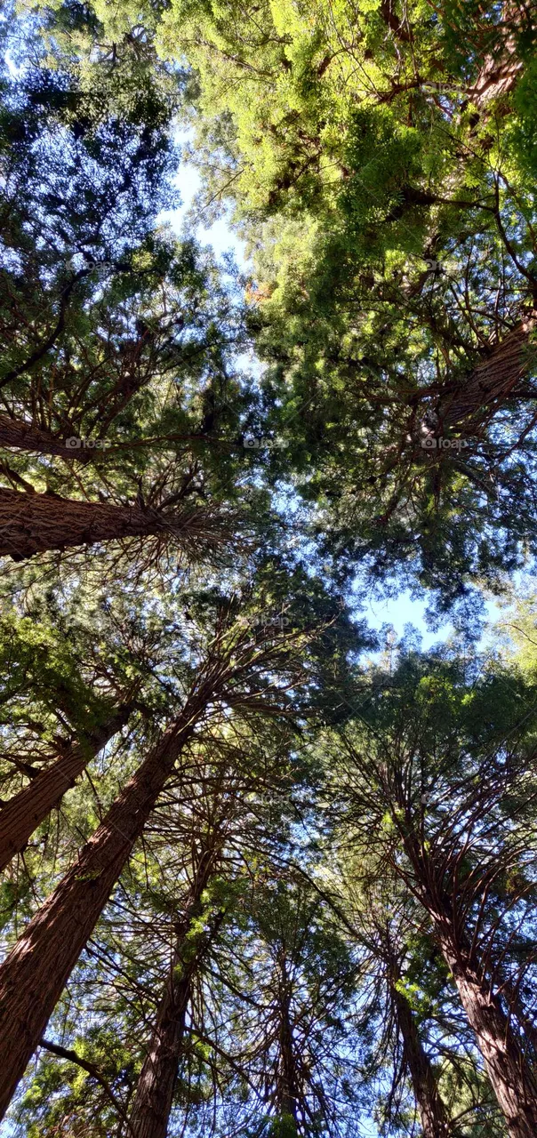 Trees
