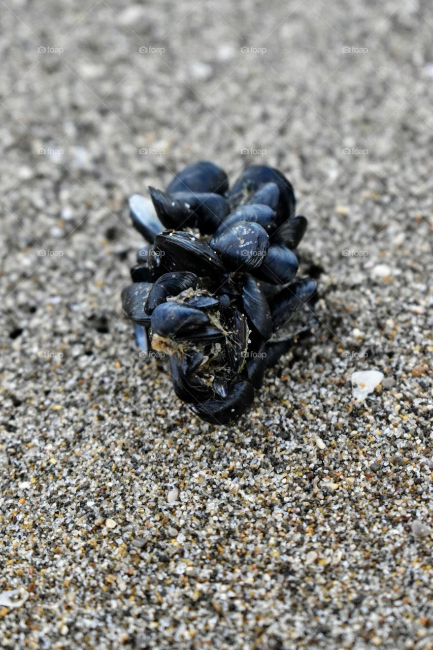 Pile of mussels on the sand