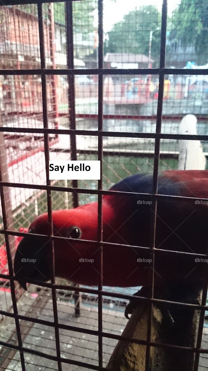 Eclectus Parrot Say Hello