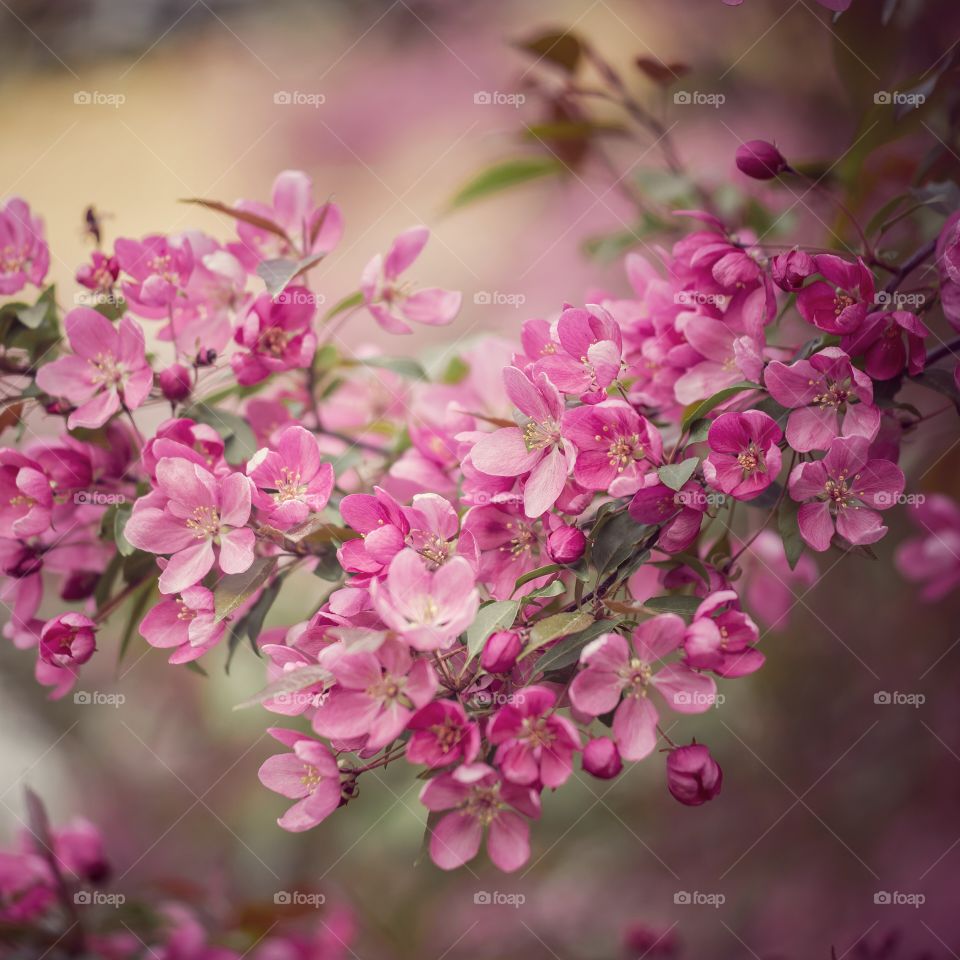 Apple tree branch with flowers  in sunlight