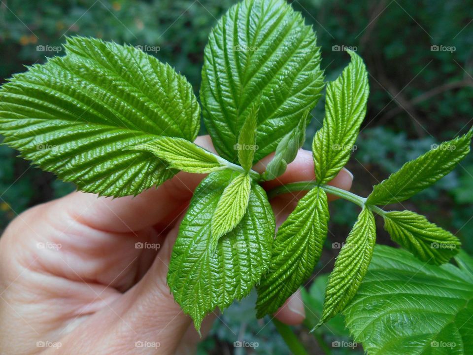 Leaf, Nature, Flora, Growth, Environment