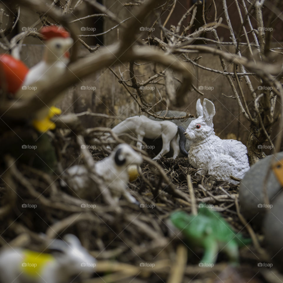 White Rabbit in the Forest