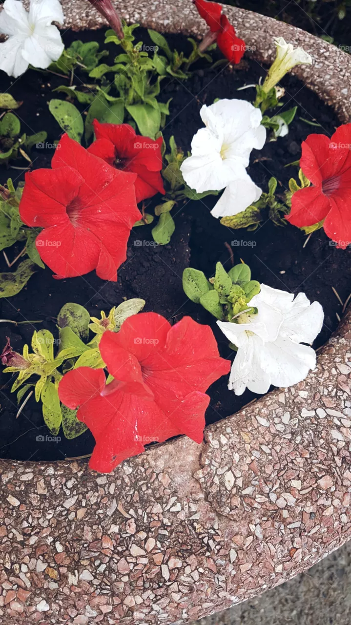 flowers