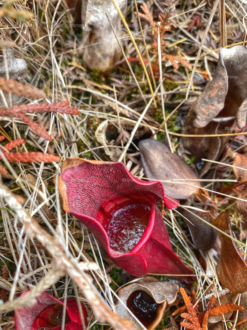 Pitcher plant