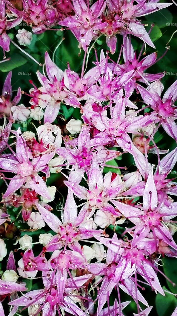 Flowers in the garden, after rain..