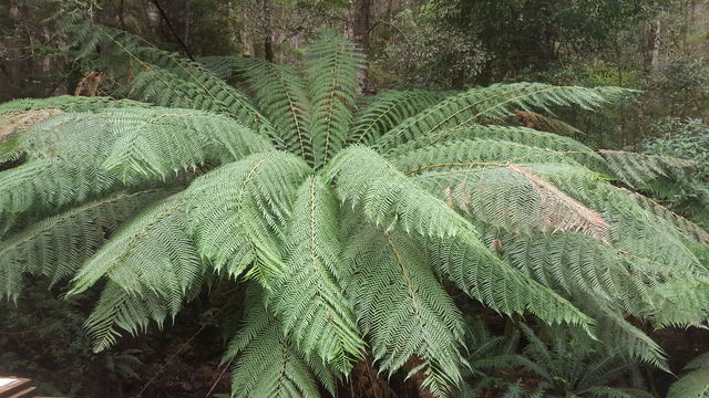 tree fern