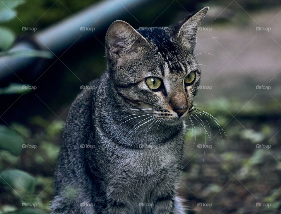 Animal photography - domestic  cat