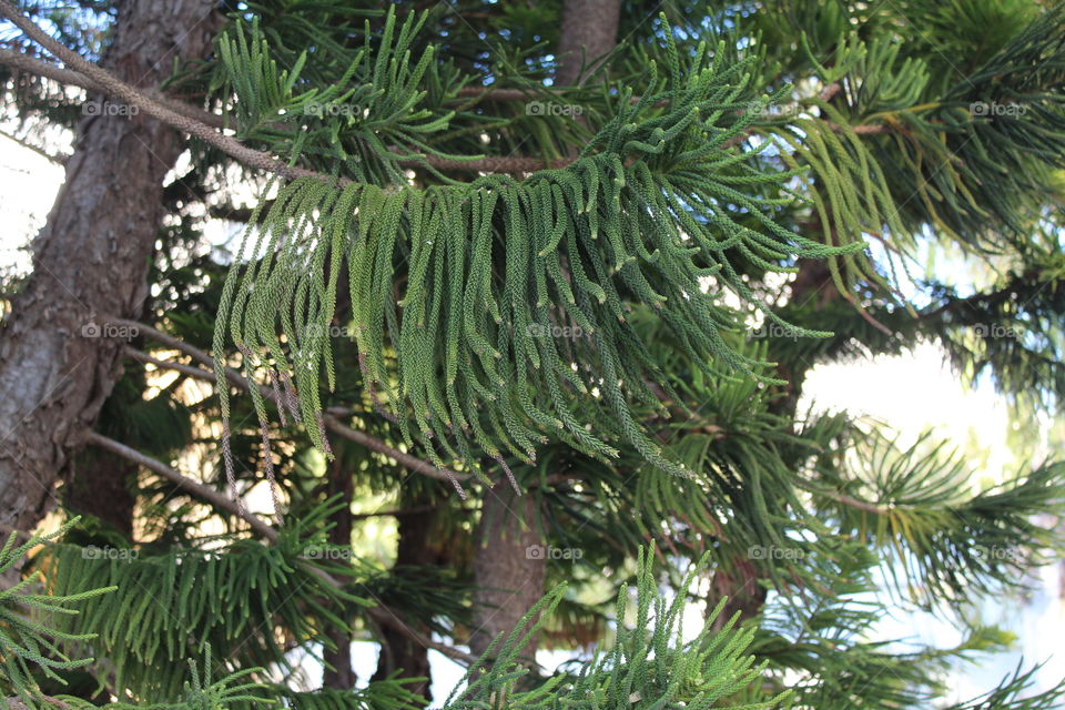 tree and leaves landscape