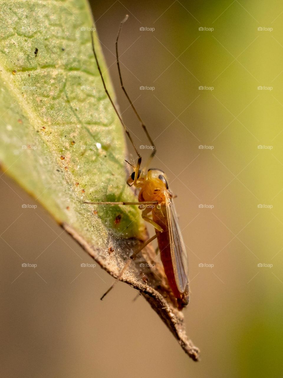 Close-up of Fly Insect