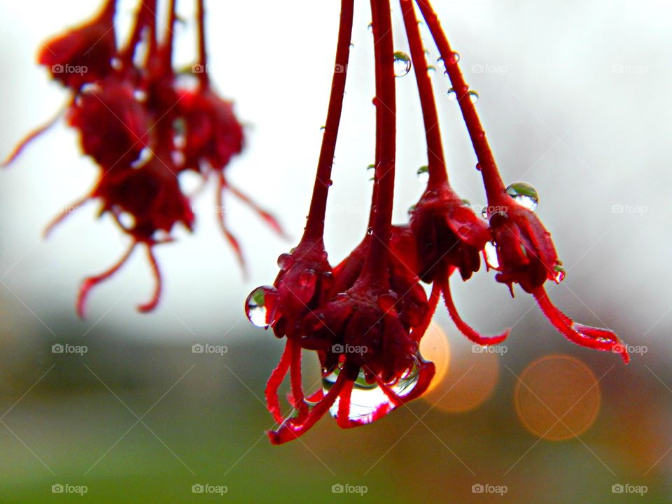 raindrops on beautiful red buds