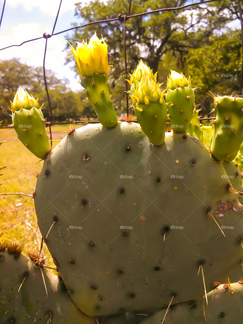 cactus by fence