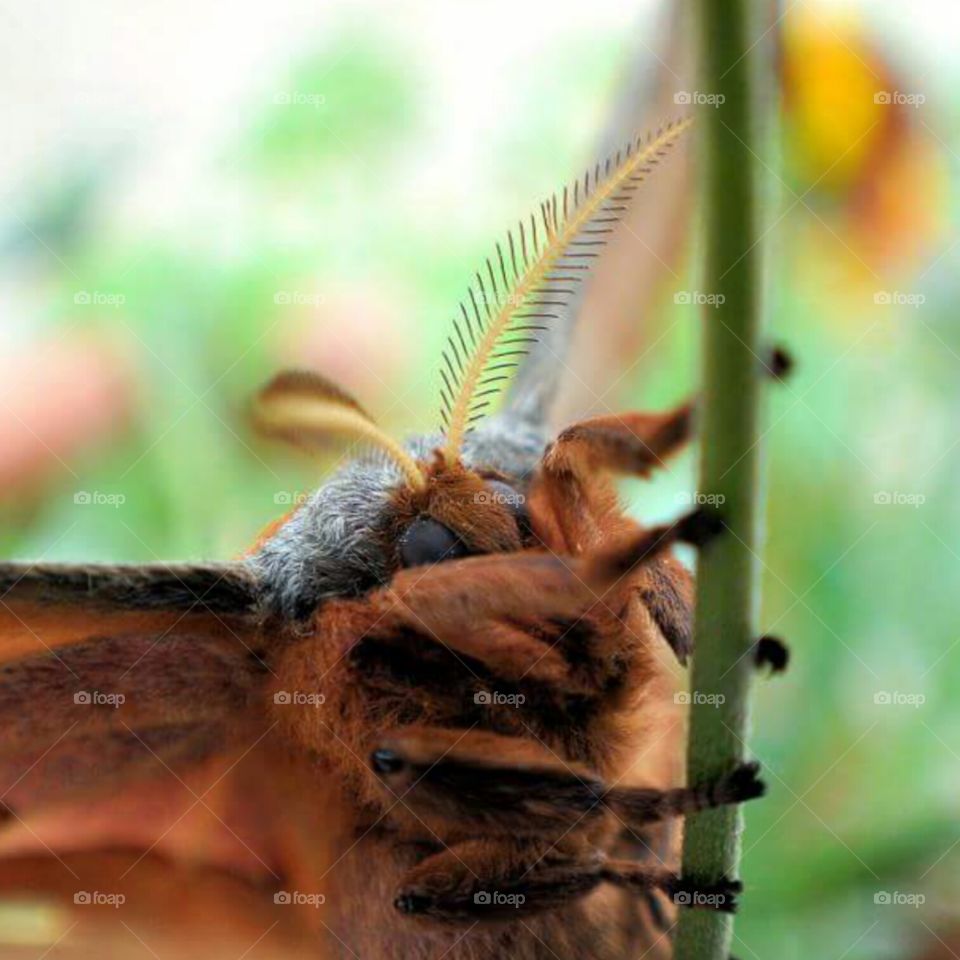 Macro Moth