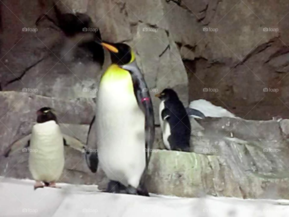 The penguins
