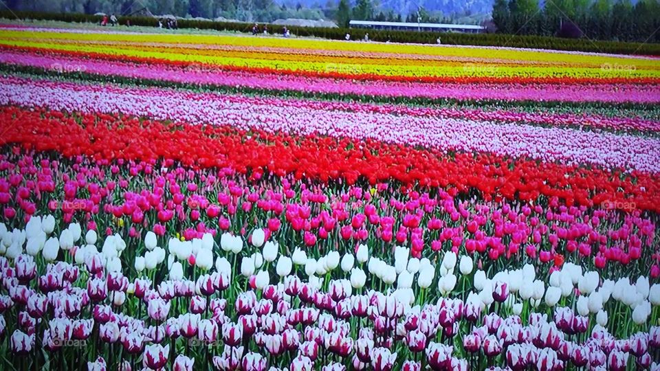 Tulip, Flower, Field, Nature, Flora