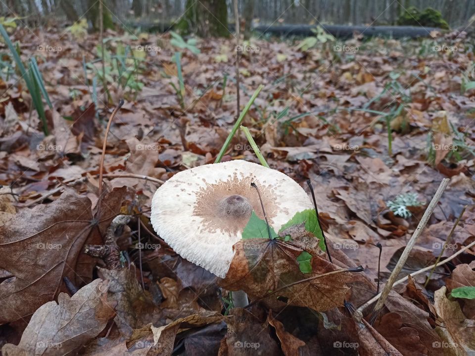 A lonely mushroom in the forest