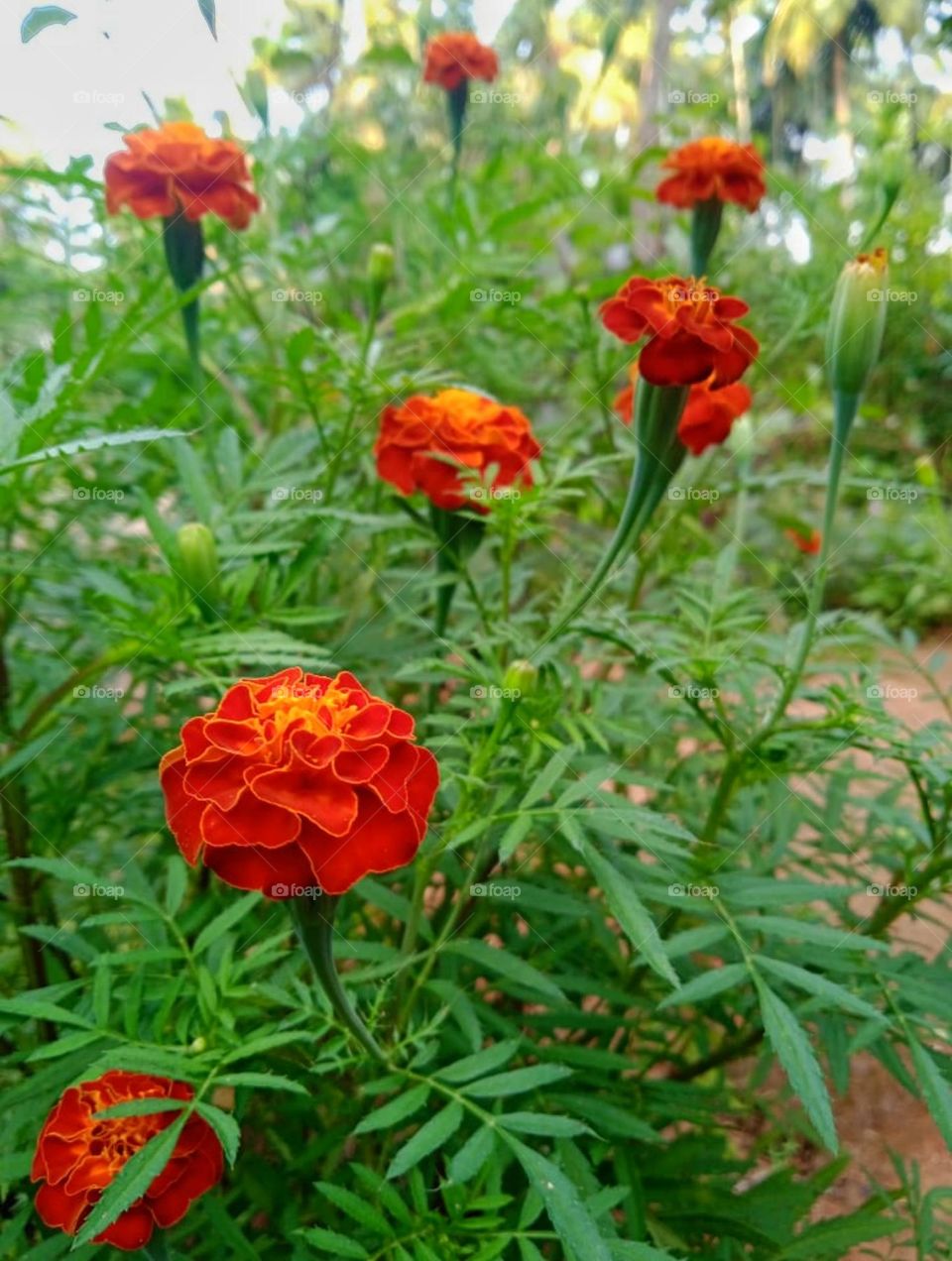 flowers photo image from garden