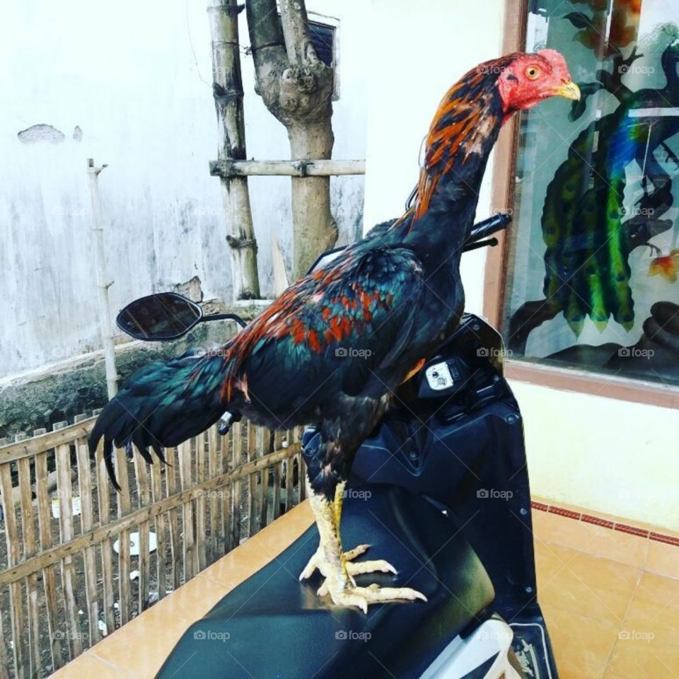Celebrating Holiday with pet
This chiken always with me when I'am in home
@saifur.rasi