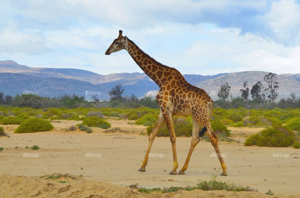 Safari in South Africa