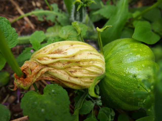 Pumkin