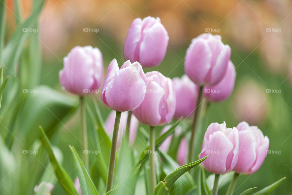 Flowers awakening. Pink tulips in the garden blossoming in the spring season.