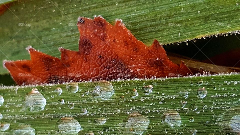 Frozen dew on the grass.
